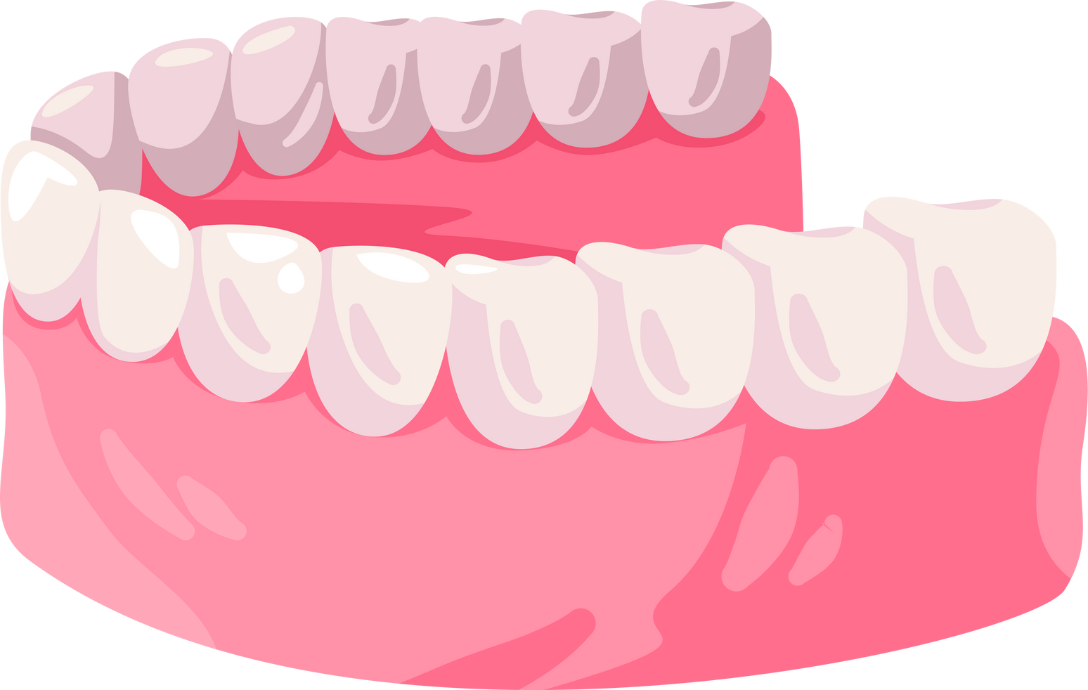 Mouth oral teeth anatomu with gums and tooth