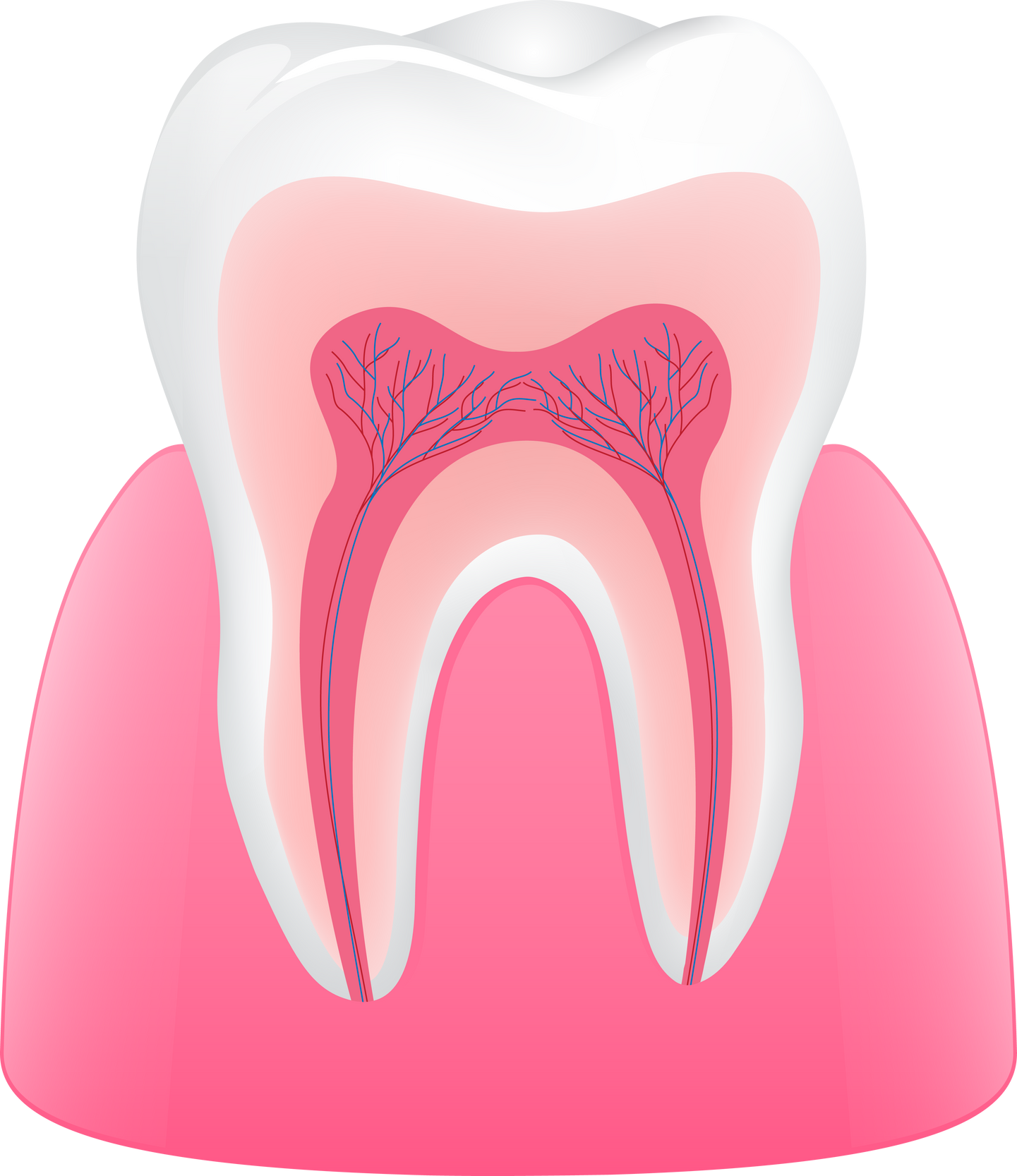 tooth anatomy